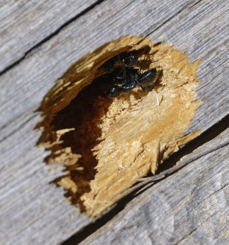 iNaturalist observation photo of Carpenter Ants, Typical Sugar Ants and Allies