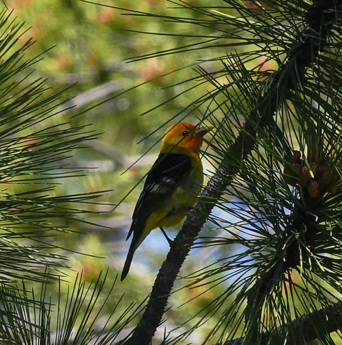 iNaturalist observation photo of Western Tanager