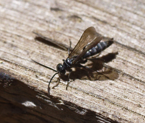 iNaturalist observation photo of Ants, Bees, Wasps, and Sawflies