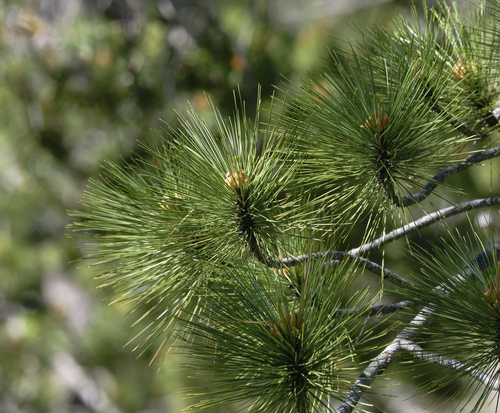iNaturalist observation photo of pines