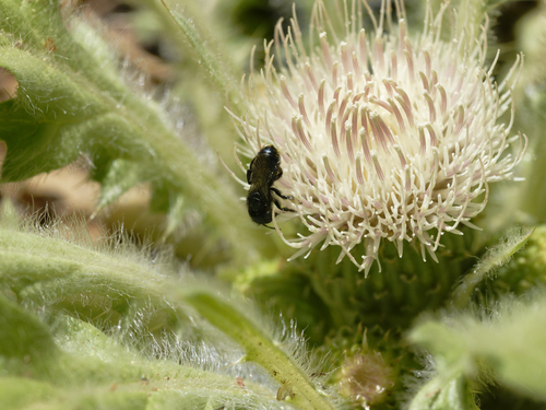 iNaturalist observation photo of Mason Bees