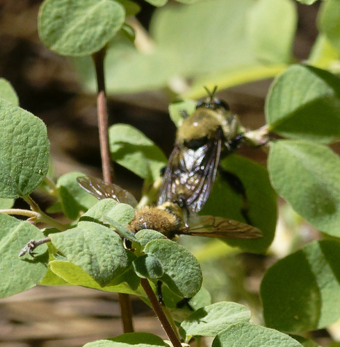 iNaturalist observation photo of Bee-mimic Robber Flies