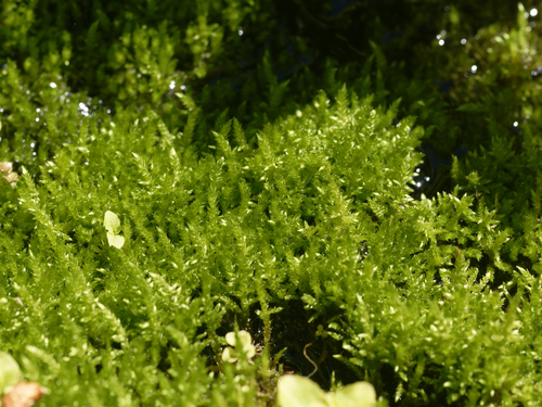 iNaturalist observation photo of Mosses