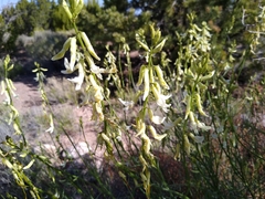 Astragalus lonchocarpus
