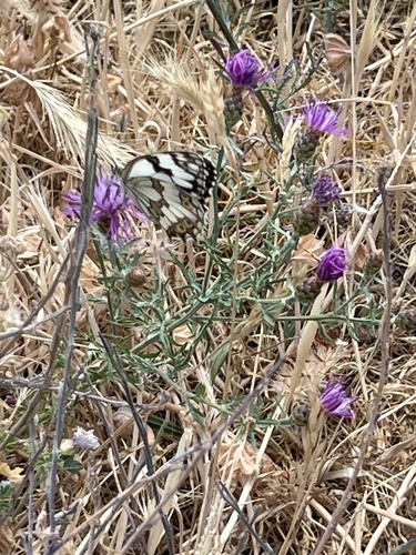 Iberian marbled white