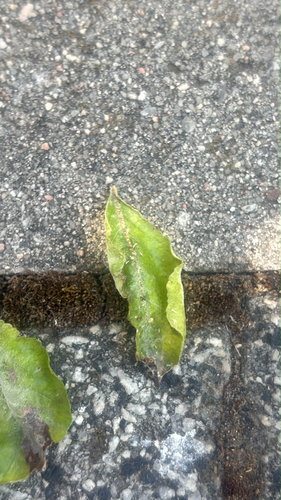 Apple Powdery Mildew