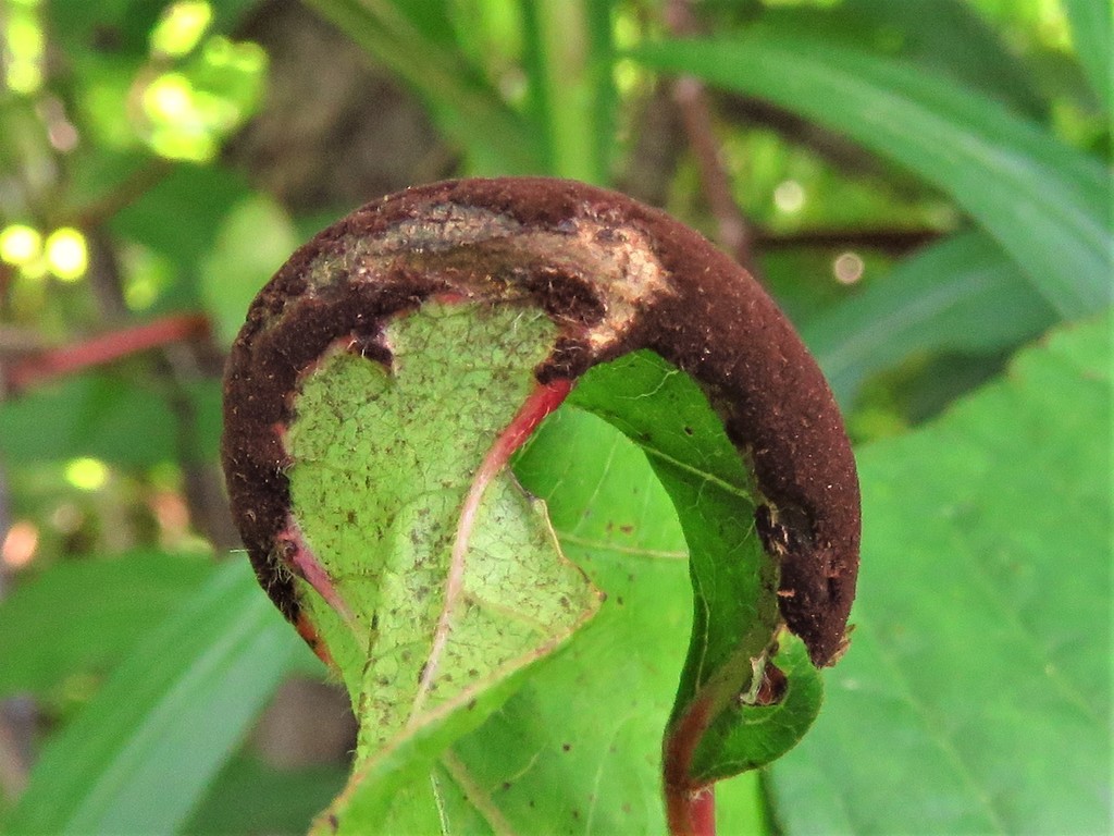 Poison ivy rust (Fungi of Central Texas) · iNaturalist