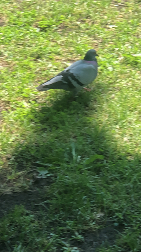 Feral Pigeon