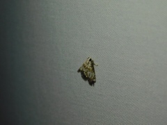 Eoparargyractis