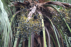 Caryota maxima