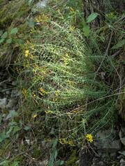 Hypericum coris, photograph (c) Daniel Cahen, some rights reserved (CC BY)