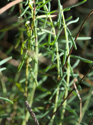 Hypericum coris, photograph 1