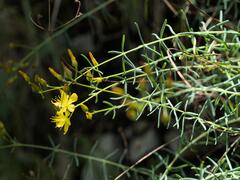 Hypericum coris
