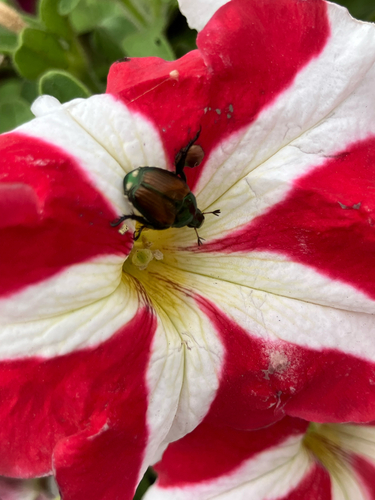 Japanese Beetle