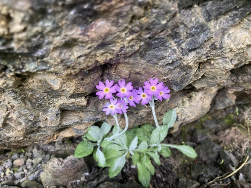 Primula laurentiana, photograph 2
