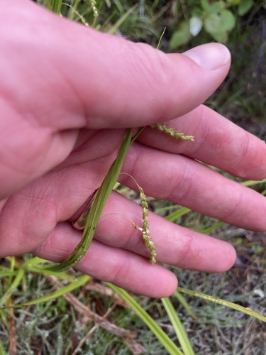 Carex gracillima, photograph 6