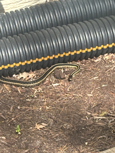 Common Garter Snake