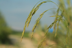 Festuca extremiorientalis