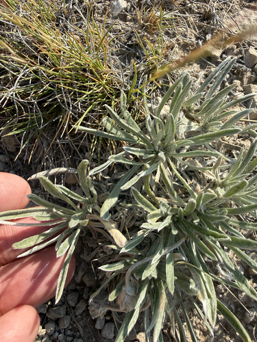 Tetraneuris acaulis, photograph 2