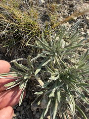 (c) Brandon Corder, some rights reserved (CC BY) Tetraneuris acaulis, photograph (c) Brandon Corder, some rights reserved (CC BY)