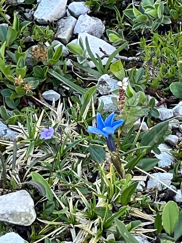 Gentiana terglouensis, photograph 2