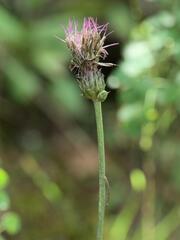 Cirsium tuberosum, photograph (c) Daniel Cahen, some rights reserved (CC BY)
