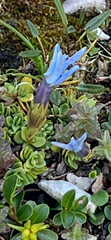 Gentiana terglouensis