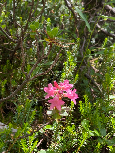 Hairy Alpenrose