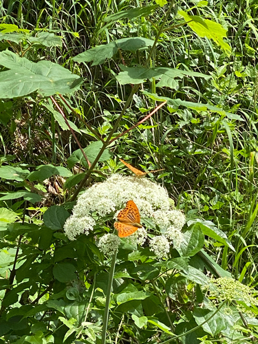 Silver-washed Fritillary