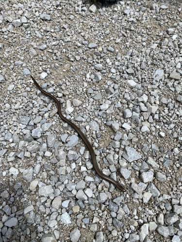 Common Slowworm
