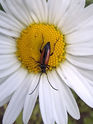 Black-striped Longhorn Beetle