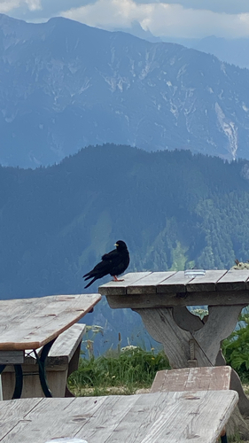 Yellow-billed Chough
