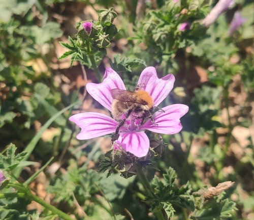 Common Carder Bumble Bee