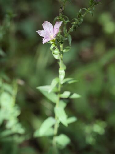 Linum viscosum, photograph 6