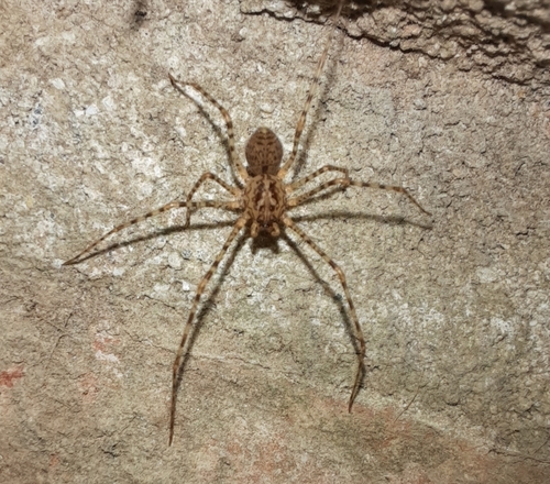 Chilean Tiger Spider photo 3