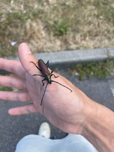 Musk beetle