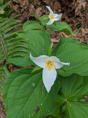 Trillium ovatum