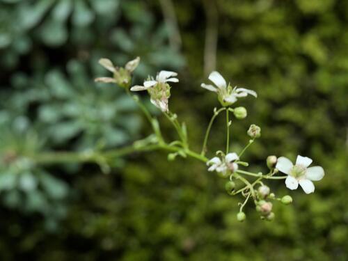 Saxifraga cochlearis, photograph 6