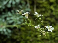Saxifraga cochlearis, photograph (c) Daniel Cahen, some rights reserved (CC BY)