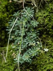 Saxifraga cochlearis, photograph (c) Daniel Cahen, some rights reserved (CC BY)