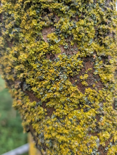 Common Sunburst Lichen