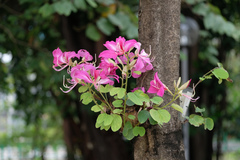Bauhinia × blakeana