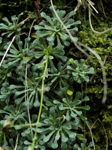 Saxifraga cochlearis, photograph 5