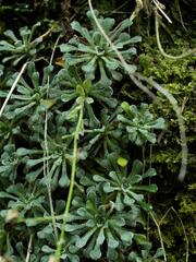 Saxifraga cochlearis, photograph (c) Daniel Cahen, some rights reserved (CC BY)