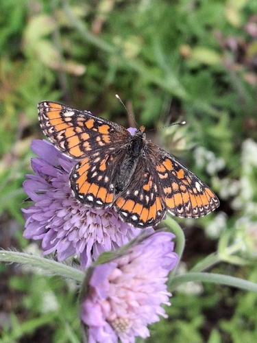 Scarce Fritillary