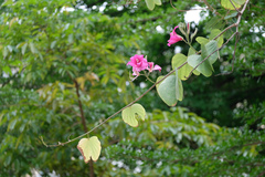 Bauhinia × blakeana