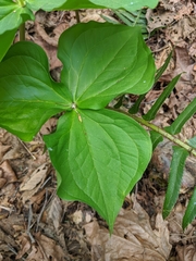 Trillium ovatum