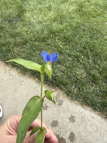 Asiatic dayflower