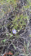 Giliastrum rigidulum