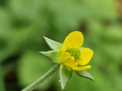 Wood Avens
